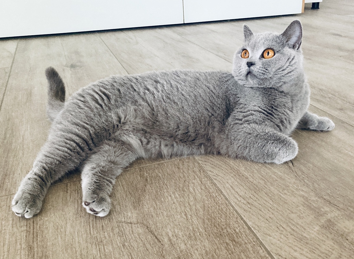 Eríca Lovely Panther