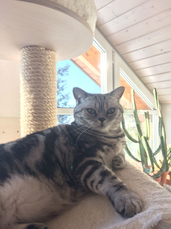 Anni