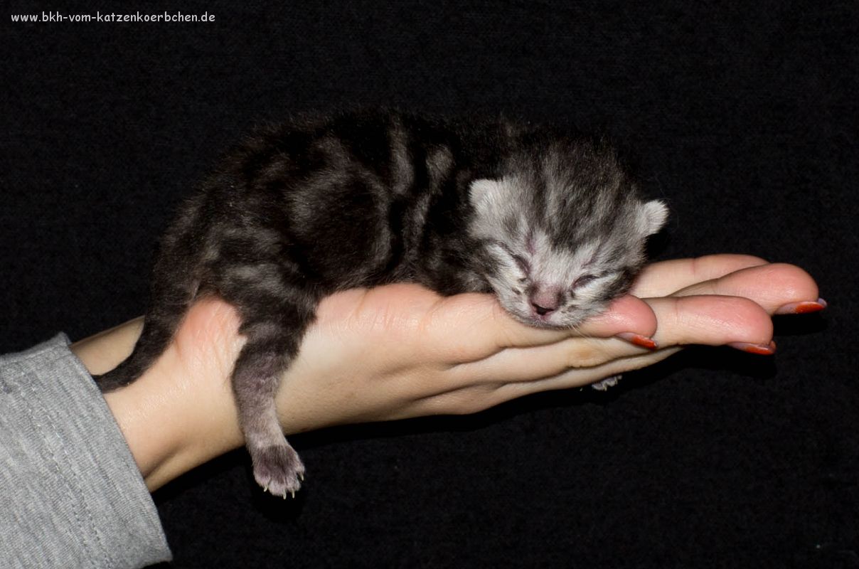 Grünbändchen 3 Tage