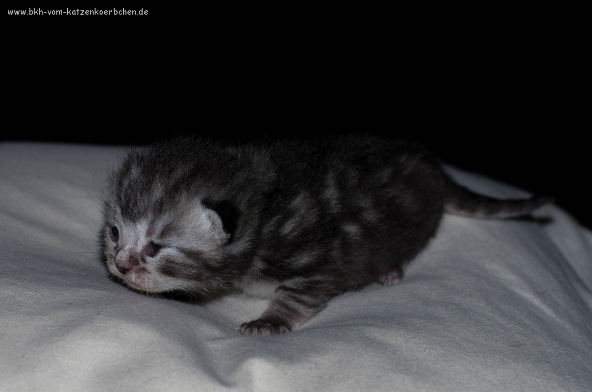 Grünbändchen 7 Tage