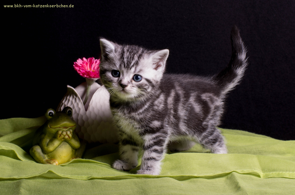 Grünbändchen 5 Wochen