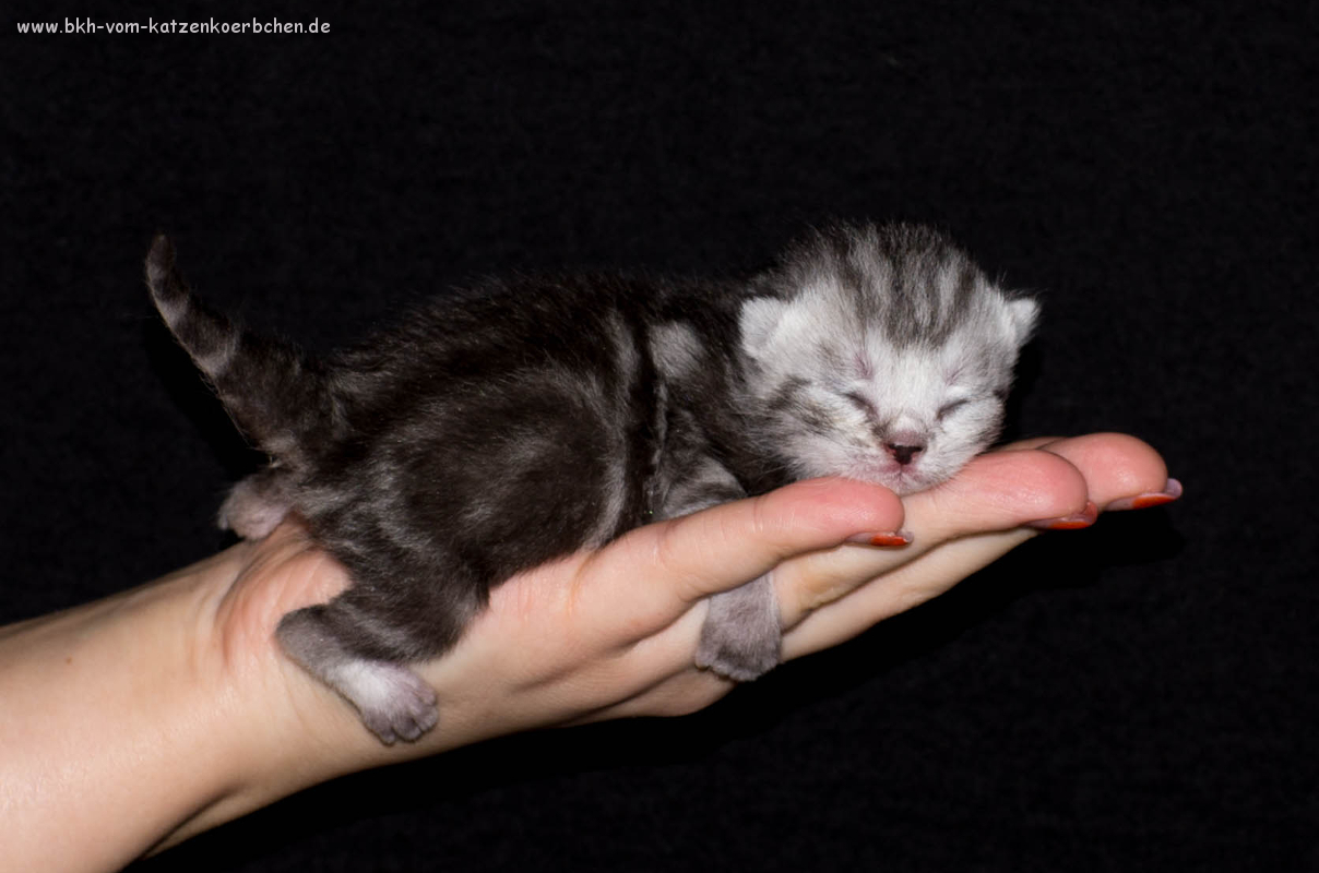 Lilabändchen 3 Tage