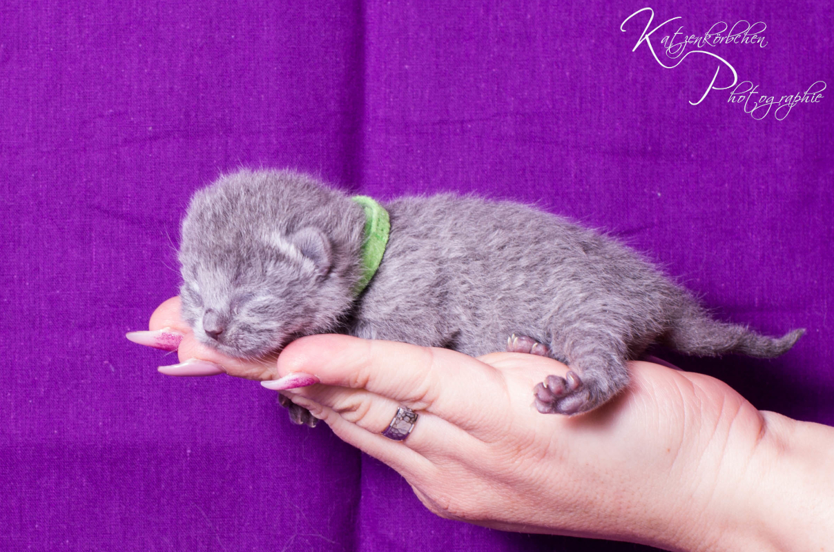 Grünbändchen 3 Tage