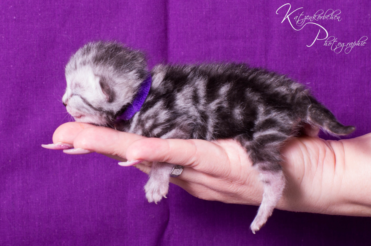 Lilabändchen 3 Tage