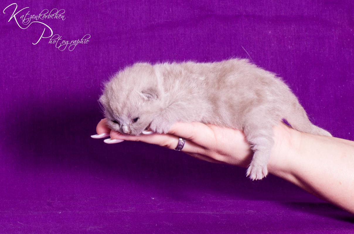 Bordeauxbändchen 7 Tage