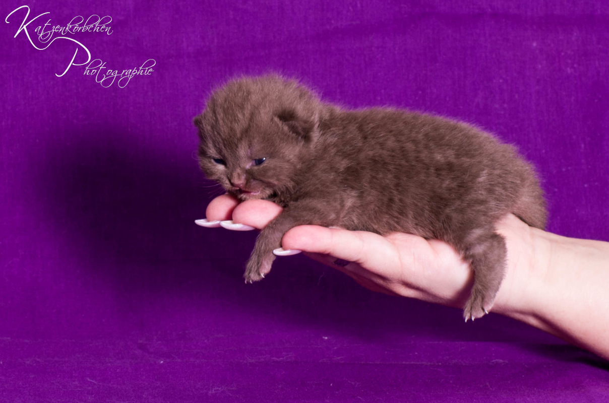 Rosabändchen 7 Tage