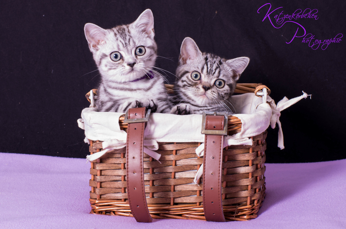 Lilabändchen