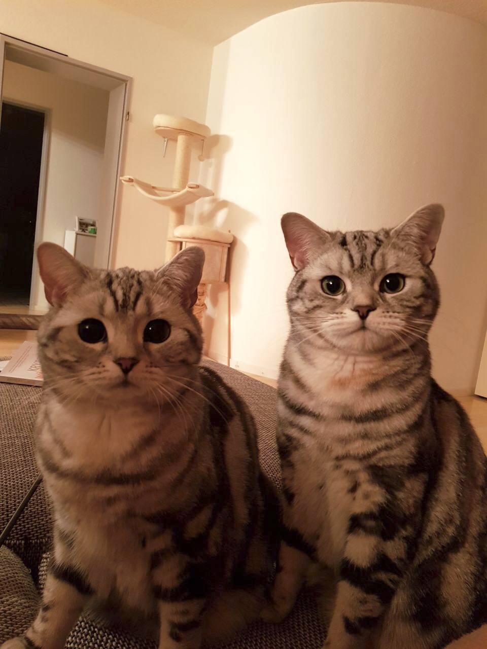 Dexter (links) & Dino (rechts)