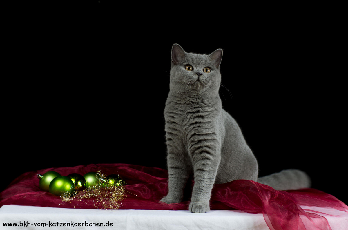 Frohe Weihnachten