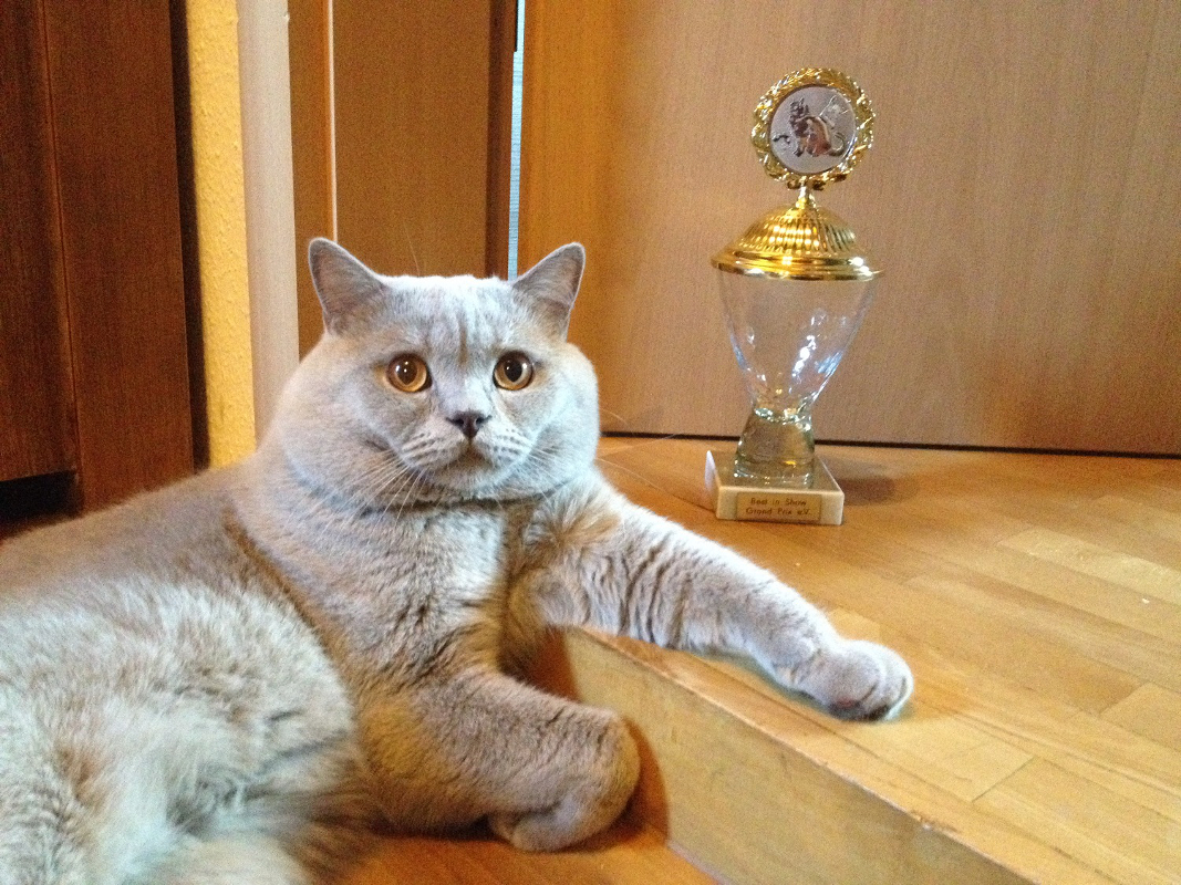 Best in Show Diamond