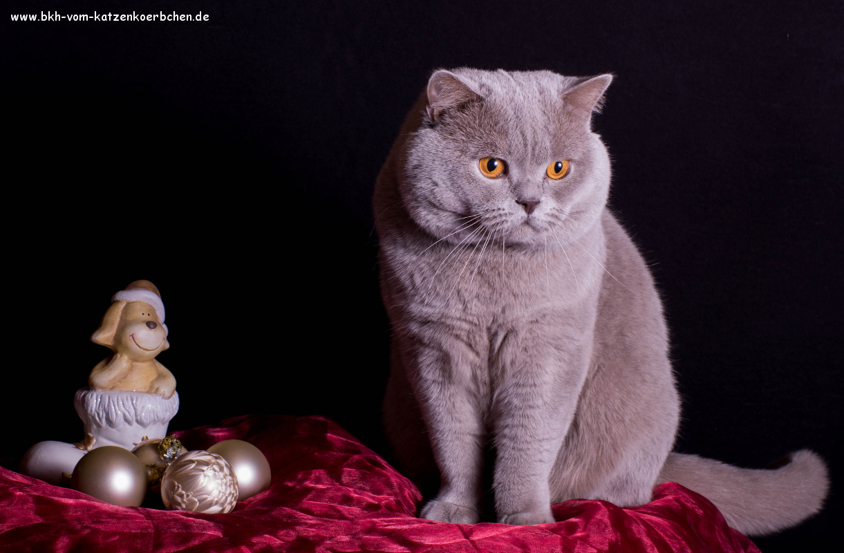 Einen schönen 4. Advent