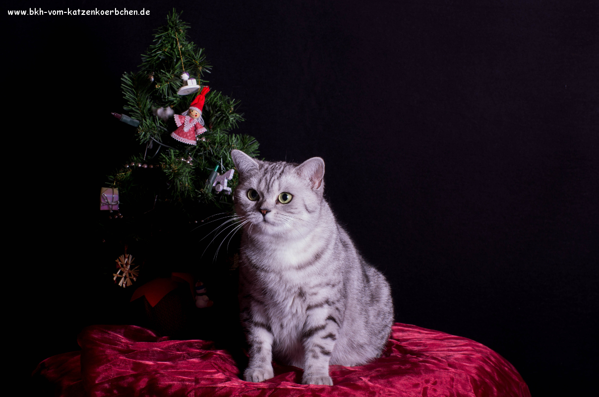 Frohe Weihnachten