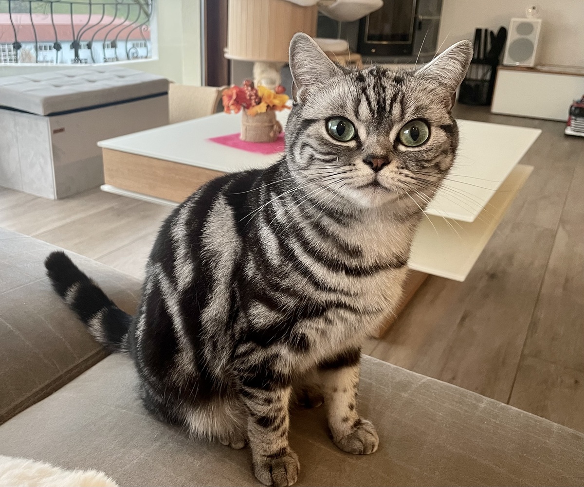 Only You vom Katzenkörbchen