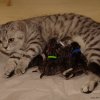 Kitten &raquo; A-Wurf