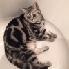 Kitten &raquo; A-Wurf &raquo; A-Wurf zuhause &raquo; Alice