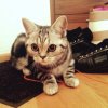 alice8