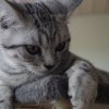 Kitten &raquo; A-Wurf &raquo; A-Wurf zuhause &raquo; Alvin
