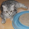 Kitten &raquo; A-Wurf &raquo; A-Wurf zuhause &raquo; Alvin