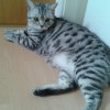 alvin9