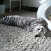 Kitten &raquo; A-Wurf &raquo; A-Wurf zuhause &raquo; Amy