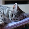 Kitten &raquo; A-Wurf &raquo; A-Wurf zuhause &raquo; Amy
