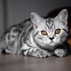 Kitten &raquo; A-Wurf &raquo; A-Wurf zuhause &raquo; Amy