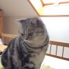 Kitten &raquo; A-Wurf &raquo; A-Wurf zuhause &raquo; Anni