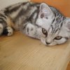 Kitten &raquo; A-Wurf &raquo; A-Wurf zuhause &raquo; Anni