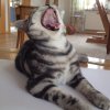 Kitten &raquo; A-Wurf &raquo; A-Wurf zuhause &raquo; Anni