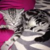 Kitten &raquo; A-Wurf &raquo; A-Wurf zuhause &raquo; Arizona