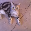 Kitten &raquo; A-Wurf &raquo; A-Wurf zuhause &raquo; Arizona
