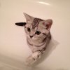 Kitten &raquo; A-Wurf &raquo; A-Wurf zuhause &raquo; Arizona