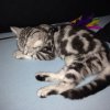 Kitten &raquo; A-Wurf &raquo; A-Wurf zuhause &raquo; Arizona