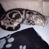 Kitten &raquo; A-Wurf &raquo; A-Wurf zuhause &raquo; Arizona
