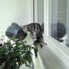 Kitten &raquo; A-Wurf &raquo; A-Wurf zuhause &raquo; Arthur Loki