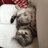 Kitten &raquo; A-Wurf &raquo; A-Wurf zuhause &raquo; Arthur Loki