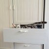 Kitten &raquo; A-Wurf &raquo; A-Wurf zuhause &raquo; Arthur Loki