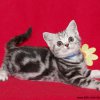 Kitten &raquo; A-Wurf &raquo; Alice
