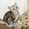 Kitten &raquo; A-Wurf &raquo; Anni