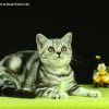 Kitten &raquo; A-Wurf &raquo; Anni