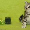 Kitten &raquo; A-Wurf &raquo; Anni