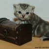 Kitten &raquo; A-Wurf &raquo; Arthur Loki