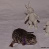 Kitten &raquo; A-Wurf &raquo; Amy