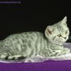 lila12w