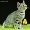 lila13w