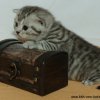 Kitten &raquo; A-Wurf &raquo; Amy