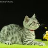 Kitten &raquo; A-Wurf &raquo; Alvin