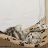 Kitten &raquo; A-Wurf &raquo; Arizona