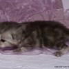 Kitten &raquo; A-Wurf &raquo; Arizona