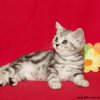 Kitten &raquo; A-Wurf &raquo; Arizona